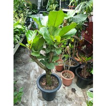 식물 떡갈고무나무 (최상급)