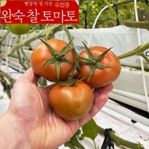 전남 화순 유럽종 국산 완숙찰토마토 GAP인증 산지직송 스마트팜 2kg 5kg 10kg 22년 11월제철 햇찰토마토, 10kg 정품