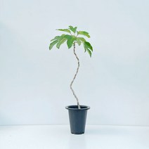 황칠나무 대형 일자 Y자 S자 수형 기본포트 식물 인테리어 공기정화 거실 화분, 대품 일자수형 기본포트, 1개