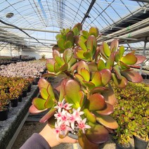 신비다육 꽃피는염좌 대품 싸이즈확인해주세요.