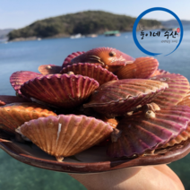 [산지직송] 청정해역 통영 당일생산 당일발송 브러쉬 세척 명품 제철 홍가리비 1kg