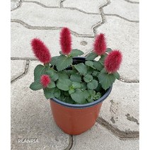 붉은 여우꼬리 여우꼬리풀 야생화