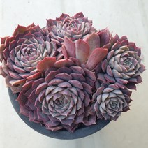 [수암다육] 리틀미즈 랜덤발송 Echeveria 랜덤발송 다육 다육이 다육식물 517