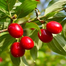 레드허니베리 댕댕이나무 묘목 1년생 (레드하니 하니베리) 조경수로도 멋진 웰빙나무 / 내한성 FT260