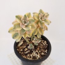 살구미인금 다육이 물든 다유기 살구미인 다육식물250, 단품