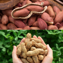 23년 예천 햇 피땅콩 껍질 까지않은 생땅콩 토종 국산 1kg 땅콩, 5kg