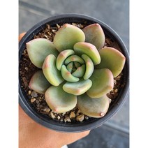 (둥이다육) 핑크샴페인