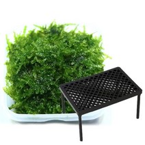 [바보사랑] 무결점 미니삼각 모스+플라스틱 테이블 1개 세트[미미네아쿠아]