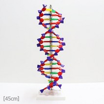 대형 45cm DNA 이중나선구조 과학 모형 과학숙제 학습 완구 과학조립