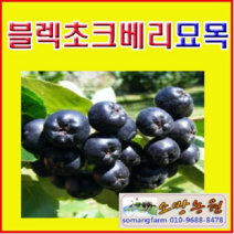 (G소망)블렉초크베리(아로니아)묘목(실생3년) 3그루, 1개