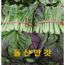 갓 갓김치용 돌산 안갓 4kg내외 발품장터