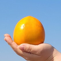 22년 첫 출하 대봉감 대봉시 달콤하고촉촉한 가을의 선물, 5kg(25~30과)