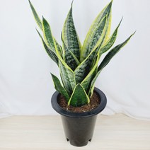 슈퍼바(중품) [플라워앤곰] 높이 53cm_외촉(외대)_산세베리아
