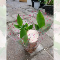 행운목 실내 인테리어 수생식물 수경재배 선물용 식물