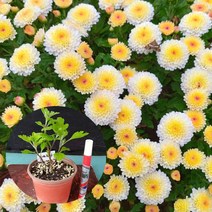 삼색국화 신품국화 흰색국화 주황국화 보라국화 야생화 화분, 1개