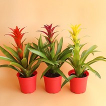 갑조네 아나나스 체리 중품 실내공기정화식물, 아나나스 체리(랜덤)(중품), 1개
