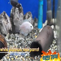 패럿 ( 혈앵무) 준성어 2마리 키우기쉬운열대어, 기본포장