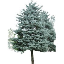 은청가문비 키 30~40cm 크리스마스 트리 화분 정원수 포트