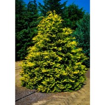 세종식물원 황금편백 17cm화분 - 피톤치드 공기정화 정원 조경 경계수 포인트 나무 묘목 포트