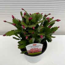 [다은꽃농원]핑크꽃 게발 선인장 겨울꽃 키우기쉬운 실내공기정화식물 다육식물 인테리어