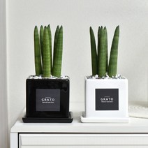그라토 스투키 미니화분 실내공기정화식물 산세베리아, 블랙 & 화이트 세트, 1개