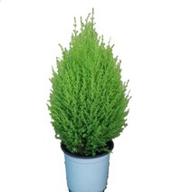 도도팜 1+1 스파트필름/ 호야 테이블야자 고무나무 행운목 스킨답서스 아이비 천냥금 파키라 율마 금전수 나도풍란 리사호야 금전수 보석금전수 문샤인 스투키 토분 공기정화식물, 18. (1개) 율마(중) 1개