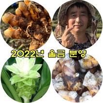 국내산 강황 유기농 생울금 1kg, 중품1kg, 1개