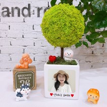 스칸디아모스 천연이끼나무 공기정화 주문제작, 07.빅큐브 포토트리-스프링그린