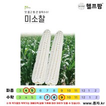 헬프팜 미소찰 옥수수 250립 씨앗 종자 피피에스, 미소찰(250립)