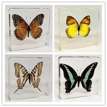 나비표본/나비박제 과학시간 과제/교육용 7.5cm, 바둑 나비