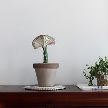 춘봉 선인장_이태리토분SET(3colors)/희귀선인장 유포비아 춘봉철화, 03-춘봉 선인장+소보로모카(받침대 미포함)