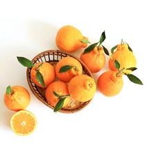 [제주입소문] 한라봉 가정용 2.5kg 혼합과 (12~15과) 선물세트, 한라봉 선물세트1.5kg 6과내외