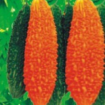 여주씨앗 채소 야채 씨앗 식물 종자 열매채소 100립 #825263ea#, 본상품선택