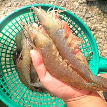 생새우 활새우 생새우회 새우회 생새우살 흰다리새우1kg, 1개