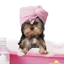 강아지 탄산스파 아로마 입욕제 반신욕 목욕 지루성피부염 비듬 각질 피부 건조 개선, 레몬&티트리