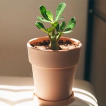 석화 공기정화식물 화분 꽃 키우기쉬운식물 사막의장미, 01_석화, 1개