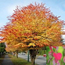 목하원예조경 계수나무 묘목 (실생2년)