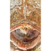 [죽도시장] 당일 조업 활 아귀 아구 손질 큰 아귀 한 마리 아귀간 안키모 대창, 3마리