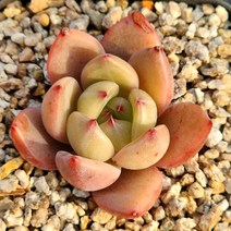 다육식물(샤르먼) 랜덤발송