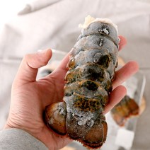 랍스타테일 4oz 5미 (550~600g) 캐나다산