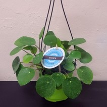 필레아페페 페페로미아 행잉플랜트 필레아페페걸이 10, 1개