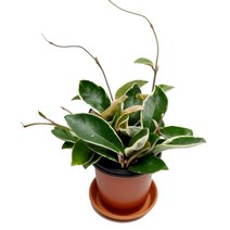 미스터허브 실내공기정화식물 허브 공기청정 미세먼지 제거 인테리어 화분, 5000개, 07_호야