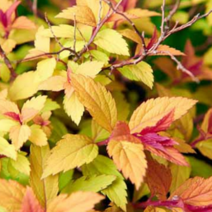 삼색조팝 왜성 [4포트] (복남이네 야생화 모종 꽃나무 조팝나무 spiraea)