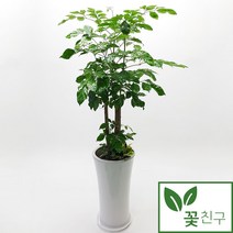 [멜라닌고무나무] 서포트화분 인테리어 실내공기정화식물 소형, 10.멜라닌고무나무