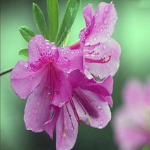 진달래/포트묘(5주묶음)/모종/묘목/k0338