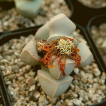 마옥 예쁜다육 랜덤발송 1226-07, 단품