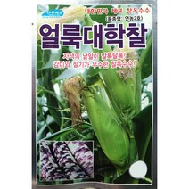 얼룩대학찰옥수수 옥수수씨앗 80립 농우종묘 23년