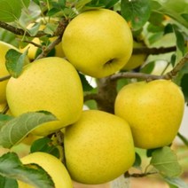 괴산 황금사과 산막이옛길사과 5kg 13-14과 연풍사과 속리산사과, 상세페이지 참조