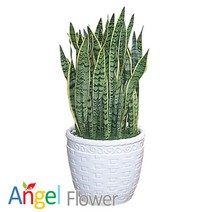 엔젤플라워 초특가 특대형식물 개업화분 축하화분 행운목 황금죽 고무나무 당일배송꽃배달, A19 산세베리아스페셜, 1개