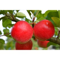 달달농산물 산지직송 꿀사과 경북 충북사과 부사 가정용못난이 초특가세일 10kg~, 02.가정용(못난이) 5kg, 대과
